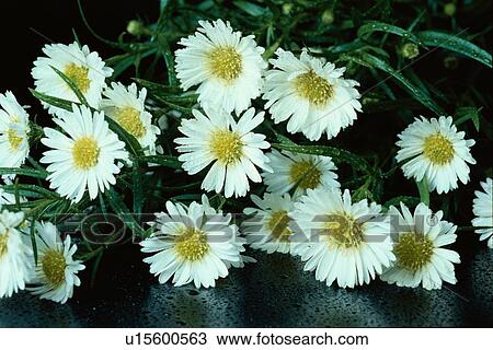 Stock Image - Marguerite Daisies. Fotosearch