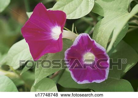 Stock Photo - Morning Glory. Fotosearch