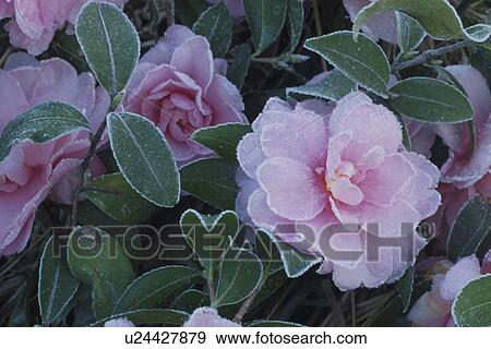 Pink Camellias In Frost View Large Photo Image Stock Photo - Pink Camellias In Frost. Fotosearch