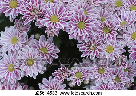 Stock Image - Pink Chrysanthemums. Fotosearch