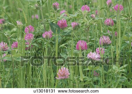 Pink Clover Flowers View Large Photo Image Stock Image - Pink Clover Flowers. Fotosearch
