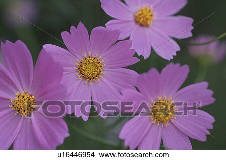 Pink Cosmos Flowers View Large Photo Image Picture - Pink Cosmos Flowers. Fotosearch