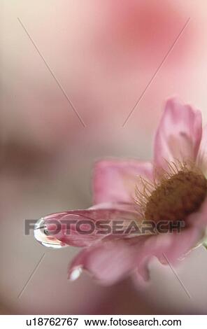 Pink Flower View Large Photo Image Stock Photo - Pink Flower. Fotosearch