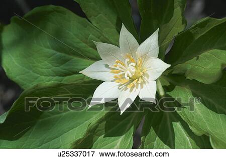 Plant View Large Photo Image Stock Photo - Plant. Fotosearch