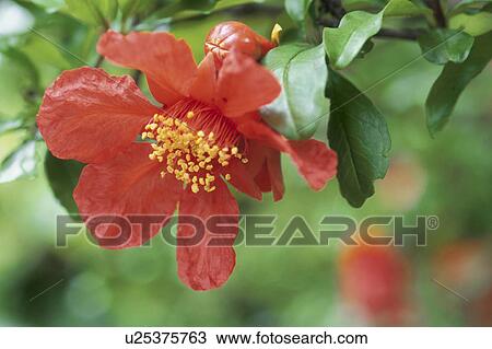 Pomegranate View Large Photo Image Stock Image - Pomegranate. Fotosearch