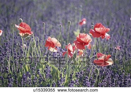 Stock Photography - Poppy. Fotosearch