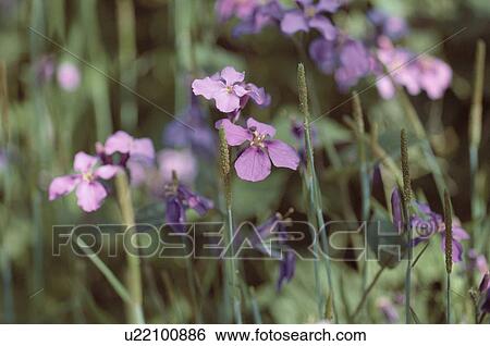 Purple Flowers View Large Photo Image Stock Photograph - Purple Flowers. Fotosearch