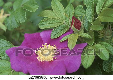 Rugosa Rose View Large Photo Image Stock Image - Rugosa Rose. Fotosearch