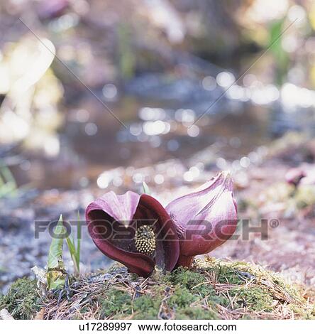 Skunk Cabbage View Large Photo Image Stock Photo - Skunk Cabbage. Fotosearch