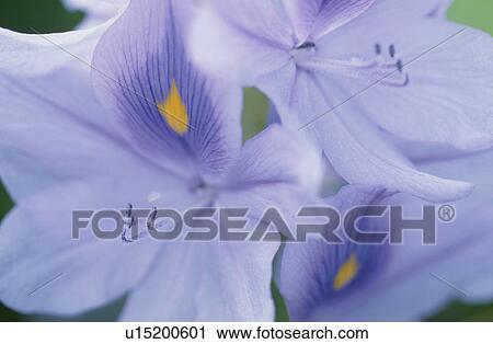 Stock Image - The Flower Of A Water Hyacinth. Fotosearch