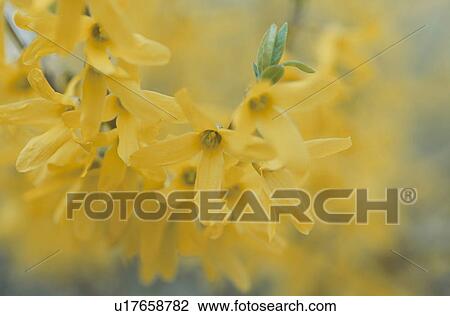 Stock Image - The Flower Of A Weeping Golden Bell. Fotosearch
