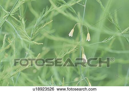 Stock Photograph - The Flower Of Asparagus. Fotosearch