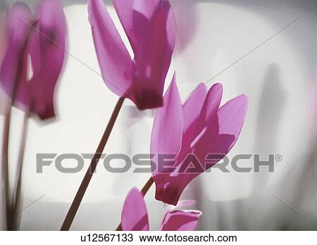 The Flower Of Cyclamen View Large Photo Image Stock Image - The Flower Of Cyclamen. Fotosearch