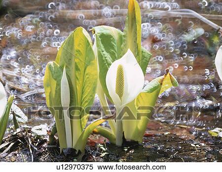 Stock Photography - The Giant Skunk Cabbage At The Waterside. Fotosearch