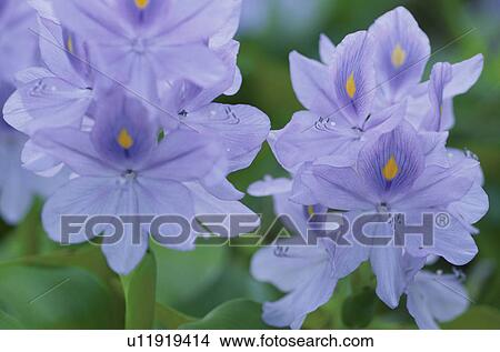 Picture - Water Hyacinth. Fotosearch