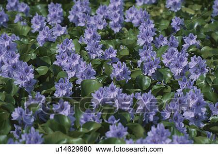 Water Hyacinths View Large Photo Image Stock Image - Water Hyacinths. Fotosearch