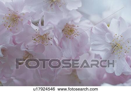 Stock Photograph - Weeping Cherry. Fotosearch