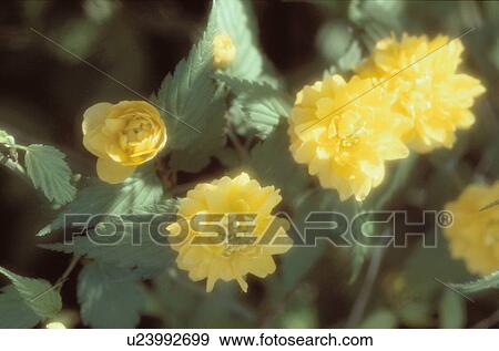 Yellow Flowers View Large Photo Image Stock Photo - Yellow Flowers. Fotosearch