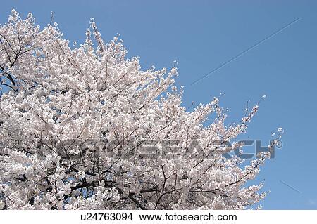Picture - A Cherry Tree In Full Bloom. Fotosearch