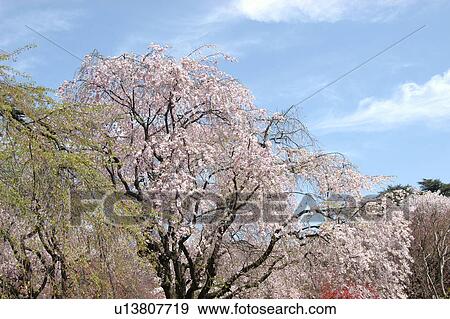 A Cherry Tree In Full Bloom View Large Photo Image Stock Photo - A Cherry Tree In Full Bloom. Fotosearch