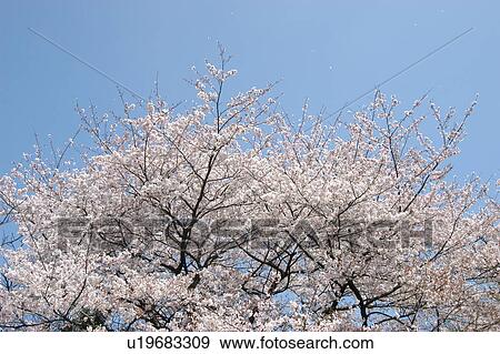 A Cherry Tree In Full Bloom View Large Photo Image Stock Photo - A Cherry Tree In Full Bloom. Fotosearch