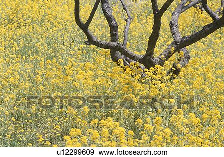 Stock Photo - A Rape-Blossoms Field. Fotosearch