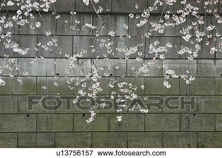 A Stone Wall And A Cherry Tree View Large Photo Image Stock Photo - A Stone Wall And A Cherry Tree. Fotosearch