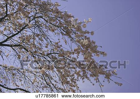 A Weeping Cherry Tree And A Blue Sky View Large Photo Image Stock Image - A Weeping Cherry Tree And A Blue Sky. Fotosearch