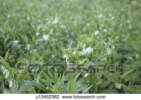 A White Flower View Large Photo Image Stock Image - A White Flower. Fotosearch