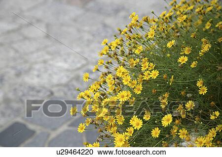 A Yellow Flower And A Stone Pavement View Large Photo Image Stock Image - A Yellow Flower And A Stone Pavement. Fotosearch