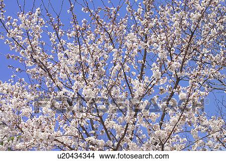 Picture - Cherry Blossom. Fotosearch