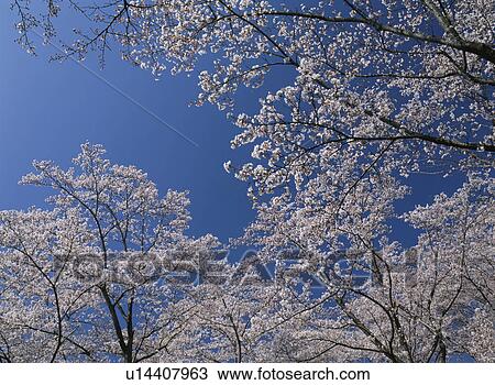 Cherry Blossom View Large Photo Image Stock Image - Cherry Blossom. Fotosearch