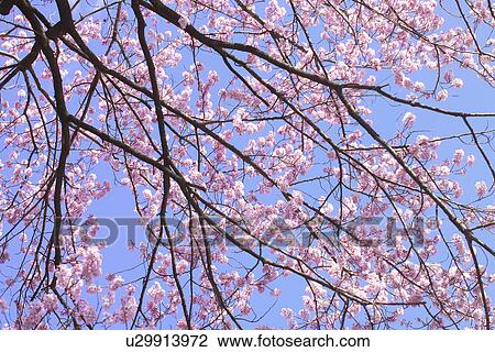 Stock Image - Cherry Blossom. Fotosearch