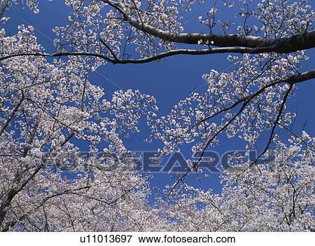 Stock Photo - Cherry Blossom. Fotosearch
