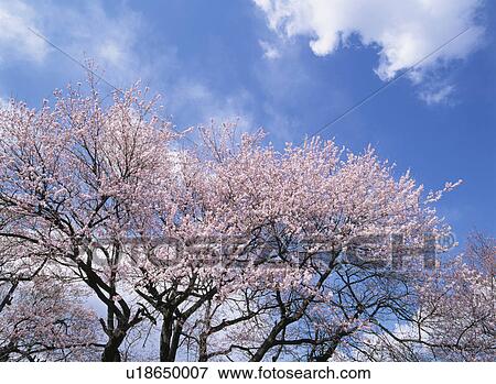 Stock Photo - Cherry Blossom. Fotosearch
