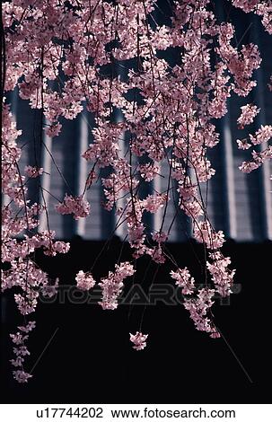Stock Image - Cherry Blossoms. Fotosearch