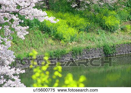 Stock Photography - Cherry Tree Blooms In Tokyo. Fotosearch