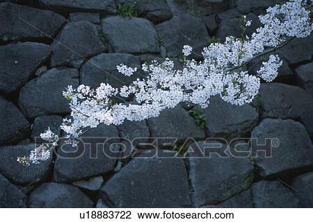 Cherry Tree View Large Photo Image Stock Image - Cherry Tree. Fotosearch