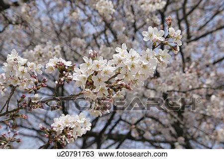 Cherry Tree View Large Photo Image Stock Image - Cherry Tree. Fotosearch