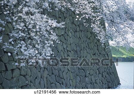 Cherry Tree View Large Photo Image Stock Photograph - Cherry Tree. Fotosearch