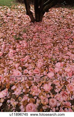 Fallen Camellia Flowers View Large Photo Image Stock Photography - Fallen Camellia Flowers. Fotosearch