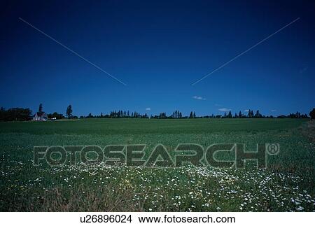 Picture - Field Beneath Blue Sky. Fotosearch