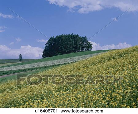 Stock Image - Field Of Rape. Fotosearch