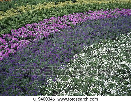 Flower Bed View Large Photo Image Stock Photography - Flower Bed. Fotosearch