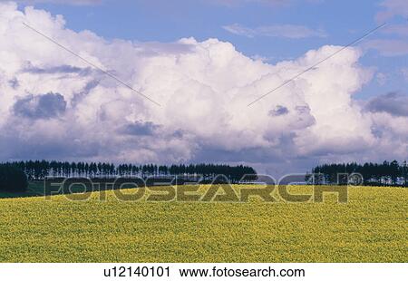 Stock Image - Flower Field Near Trees. Fotosearch