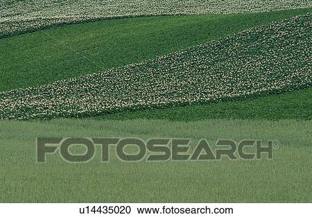 Flower Field View Large Photo Image Stock Image - Flower Field. Fotosearch