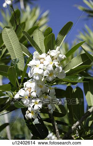 Picture - Flower. Fotosearch