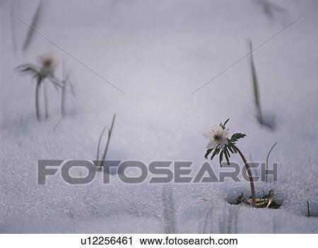 Flower View Large Photo Image Stock Image - Flower. Fotosearch