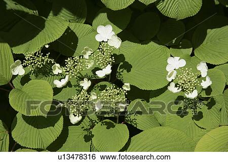 Hydrangeas View Large Photo Image Stock Photograph - Hydrangeas. Fotosearch