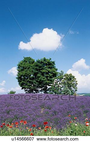Lavender Field Near Tree View Large Photo Image Stock Photo - Lavender Field Near Tree. Fotosearch